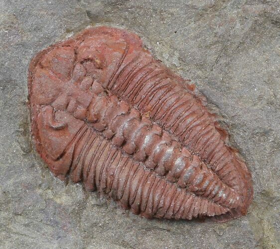 Orange Colpocoryphe? Trilobite - Zagora, Morocco #45092